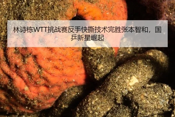 林诗栋WTT挑战赛反手快撕技术完胜张本智和，国乒新星崛起
